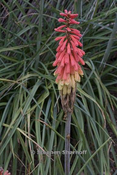 kniphofia sarmentosa 2 graphic